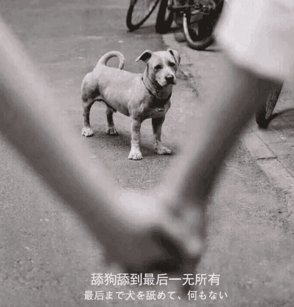 图片[1]-互联网大师兄i关于最近圈子很火的“舔狗日记”解说-互联网大师兄i互联网大师兄i